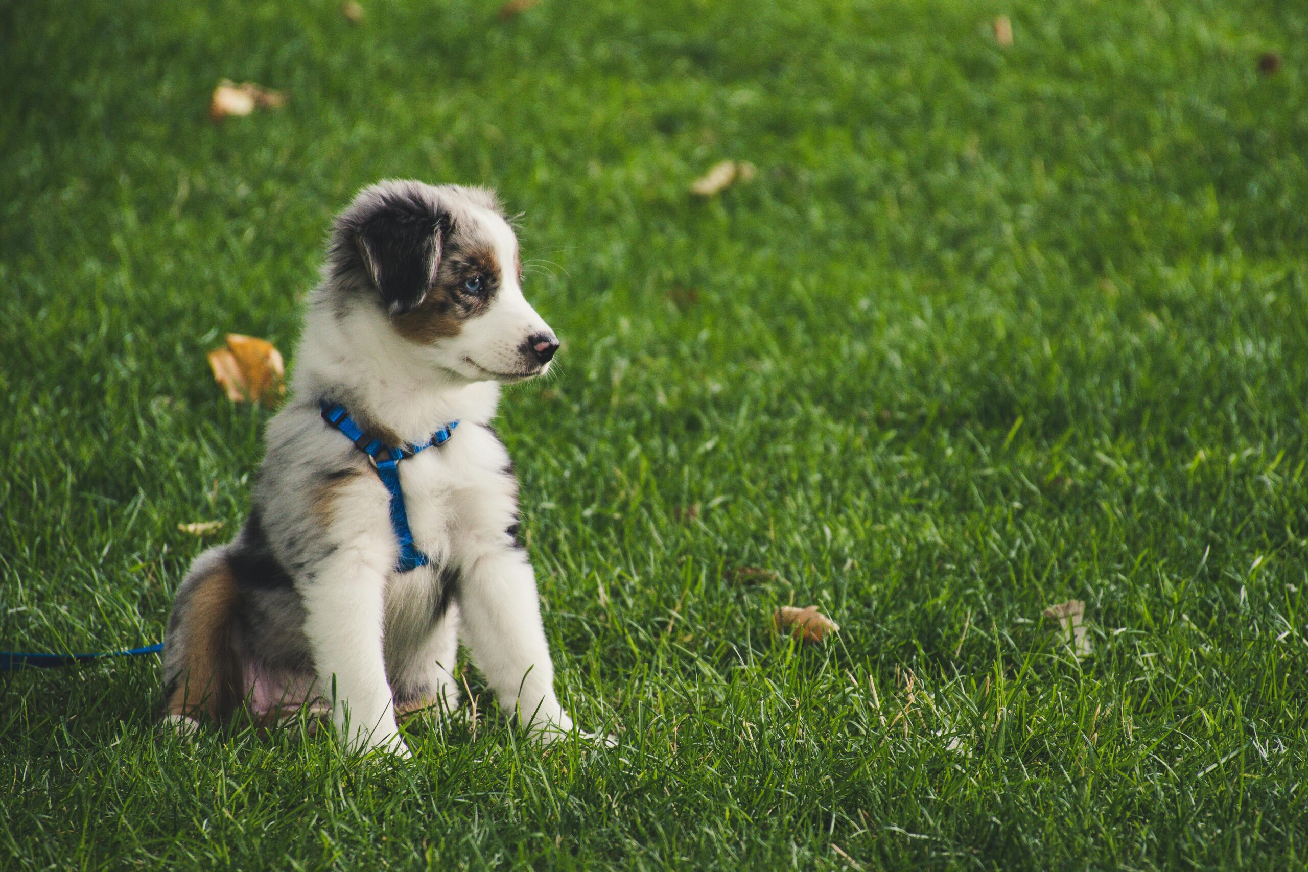 How to train your puppy