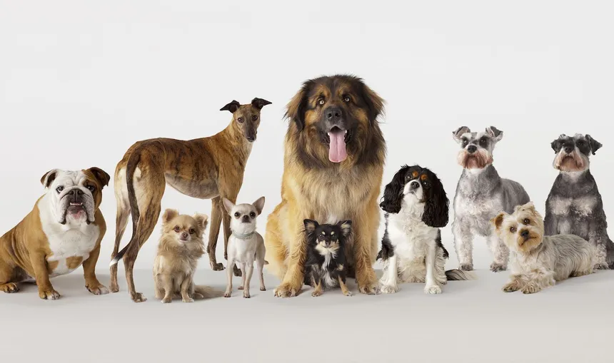 Choosing the Perfect Dog Breed: A Complete Guide