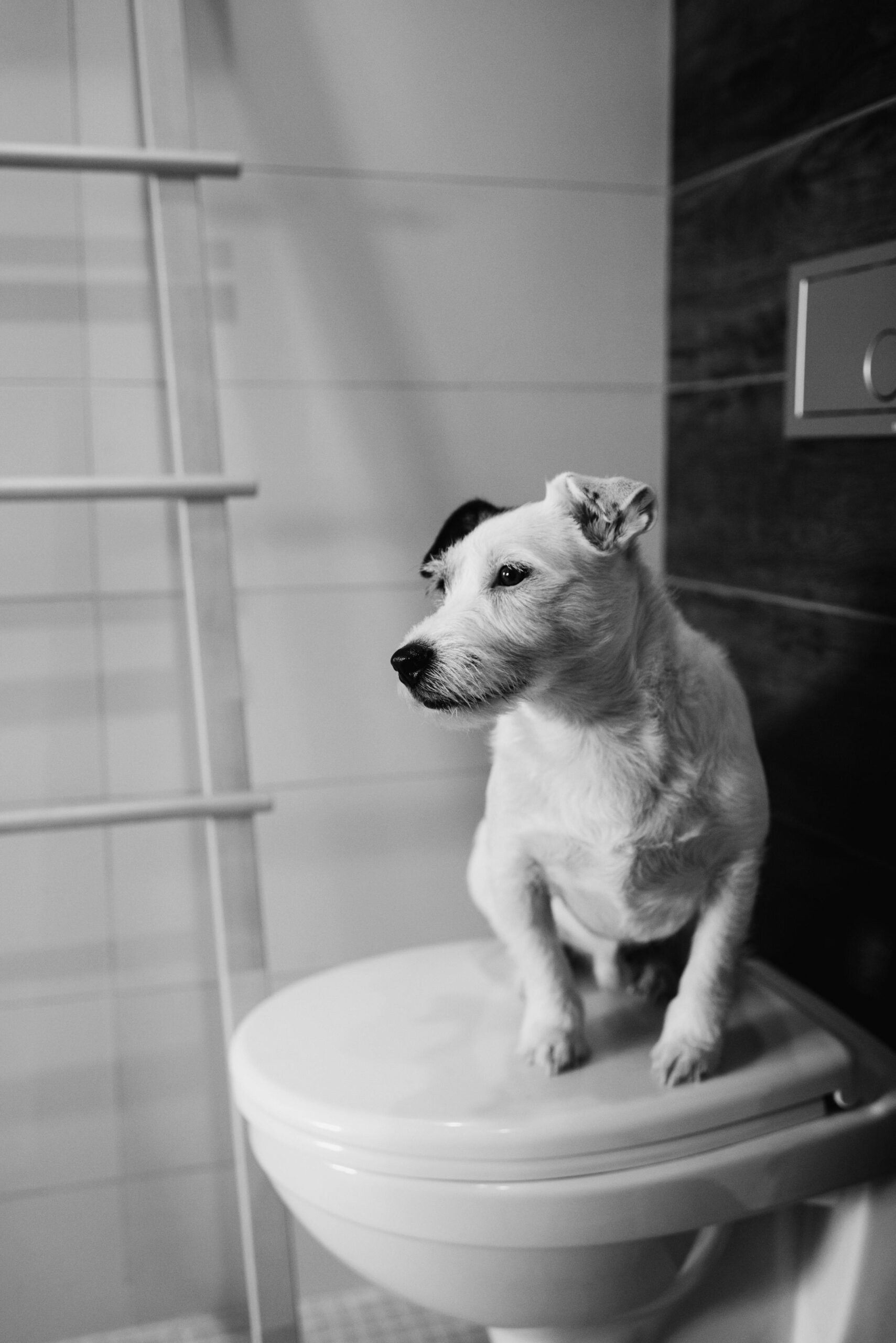 Top 15 Potty Training Tips for Puppies