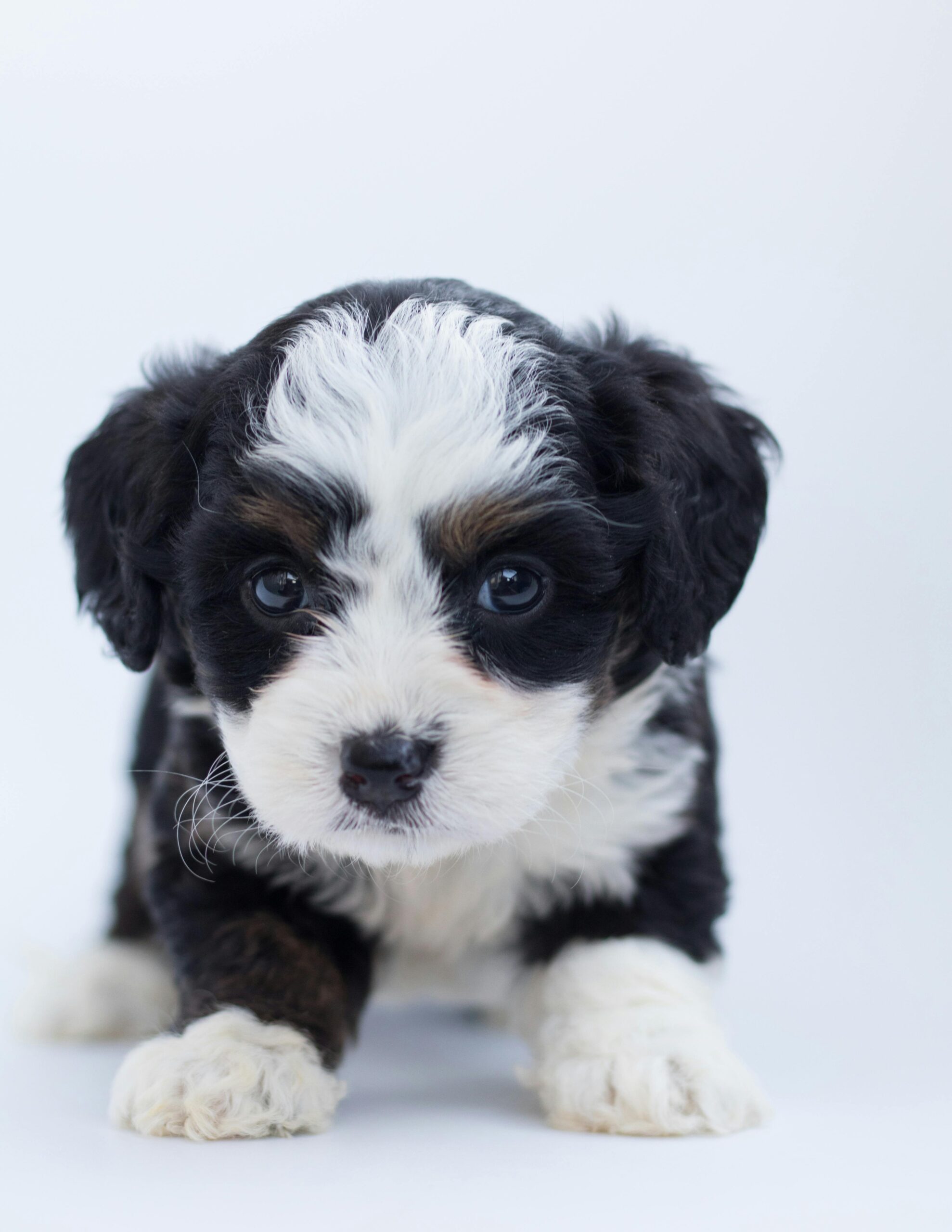 Sweet Dreams: Creating the Perfect Puppy Paradise